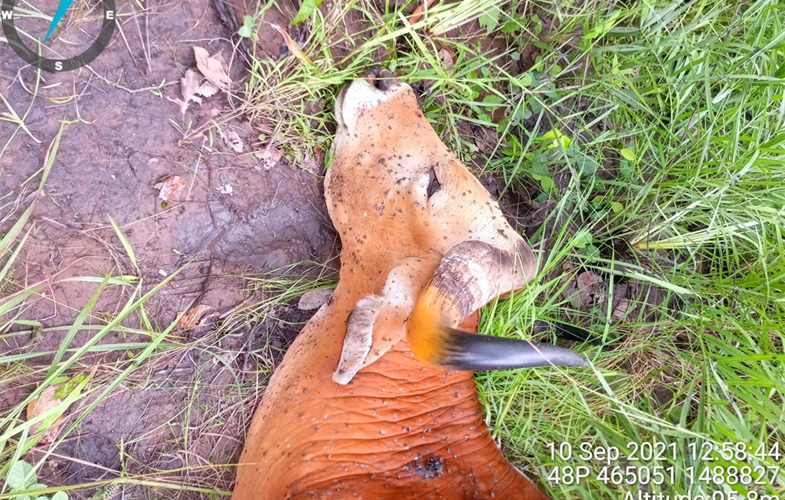 Dead banteng with Lumpy Skin Disease that also sustained injuries in a snare.  CREDIT: Ben Davis, Our Future Organization